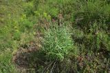 Centranthus longiflorus. Расцветающее растение. Грузия, край Самцхе-Джавахети, Ахалцихский муниципалитет, левый борт р. Цинубанисцкали, 1,5 км выше по течению от горячего источника Цинубани, горная степь. 9 июня 2026 г.