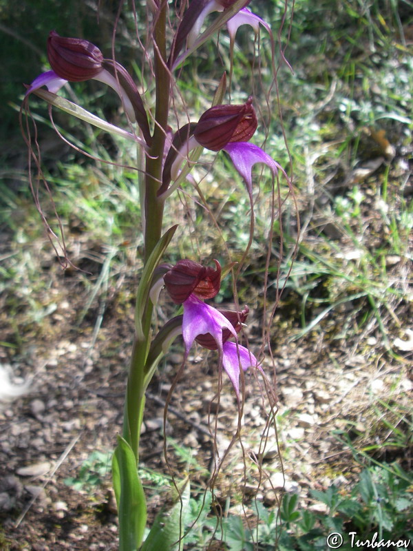 Image of Himantoglossum comperianum specimen.