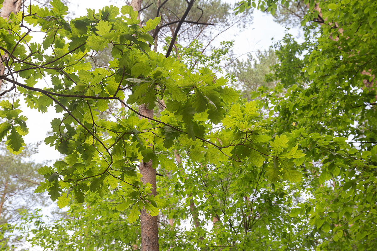 Изображение особи Quercus robur.