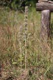 Stachys germanica
