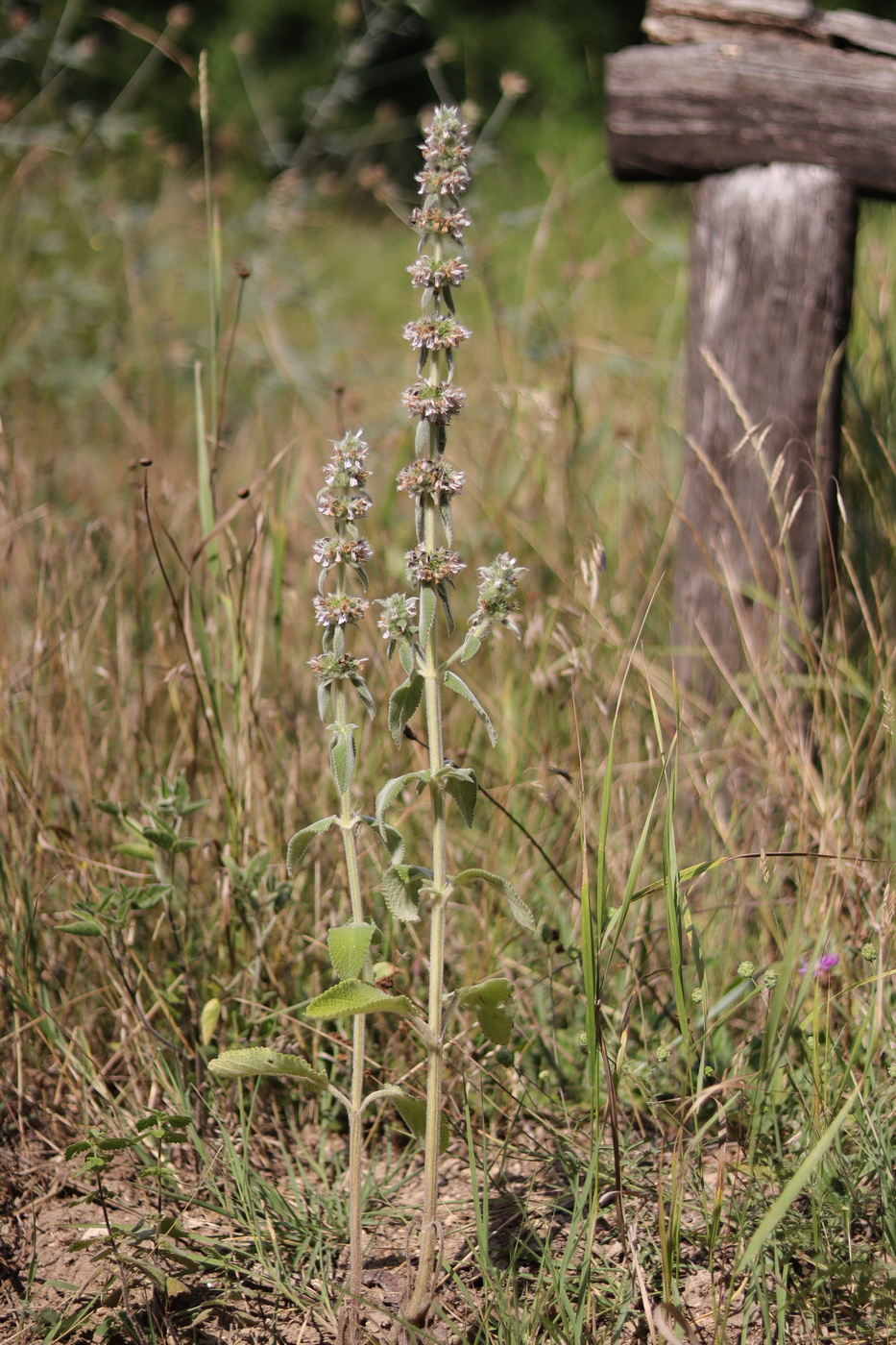 Image of Stachys germanica specimen.