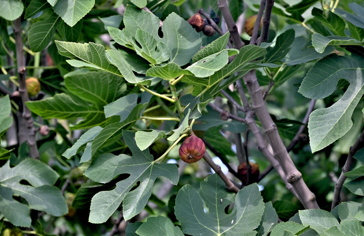 Image of Ficus carica specimen.