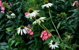 Echinacea purpurea