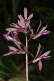 Cremastra variety variabilis
