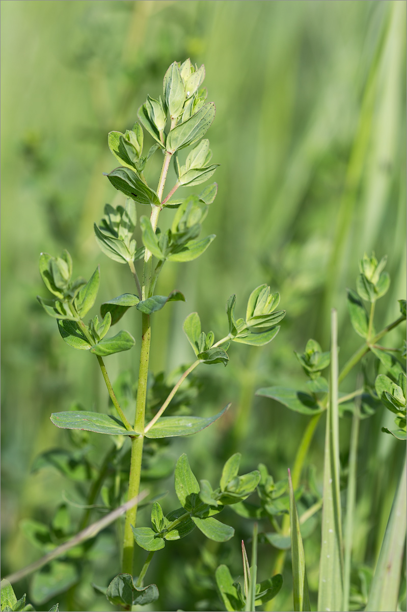 Изображение особи род Hypericum.
