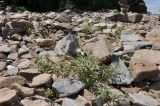Cerastium arvense. Цветущее растение. Приморье, о. Шкота, коса, каменистый берег моря. 20.07.2026.