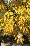 Phellodendron amurense. Соплодия и листья в осенней окраске. Беларусь, г. Витебск, ботанический сад ВГУ. 03.10.2026.