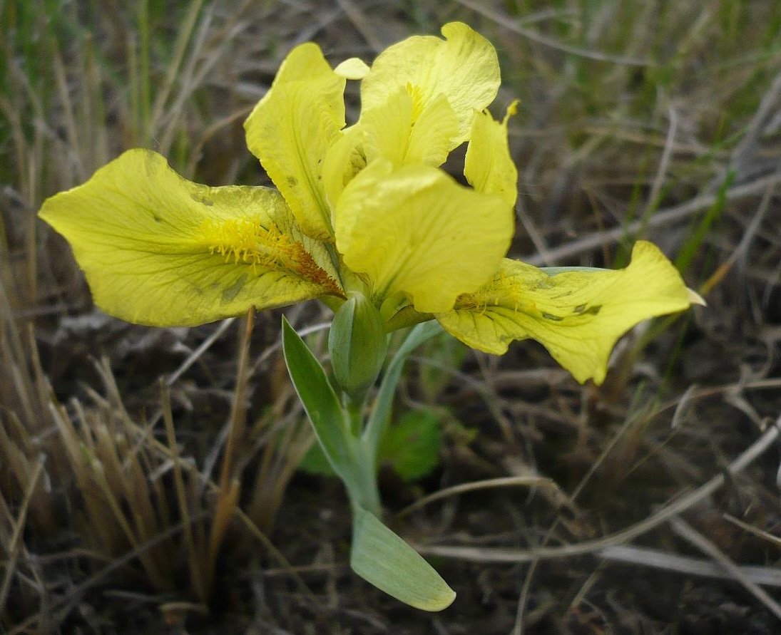 Image of Iris humilis specimen.