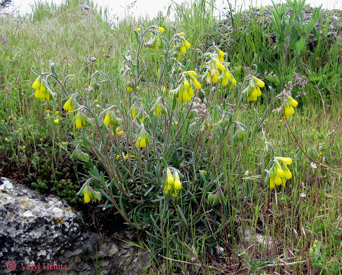 Image of Onosma taurica specimen.