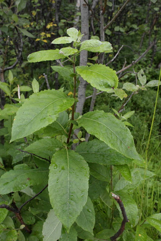 Image of Salix caprea specimen.