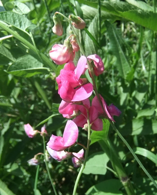 Изображение особи Lathyrus tuberosus.