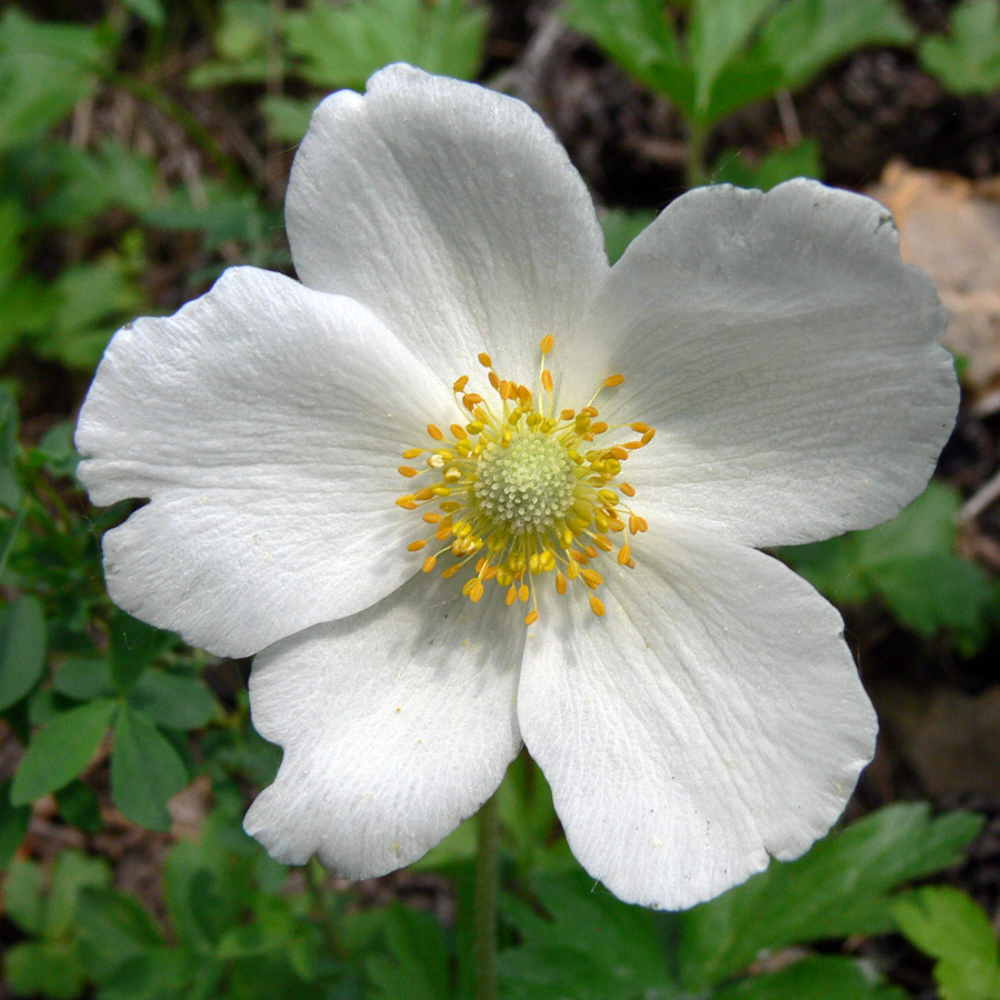 Изображение особи Anemone sylvestris.