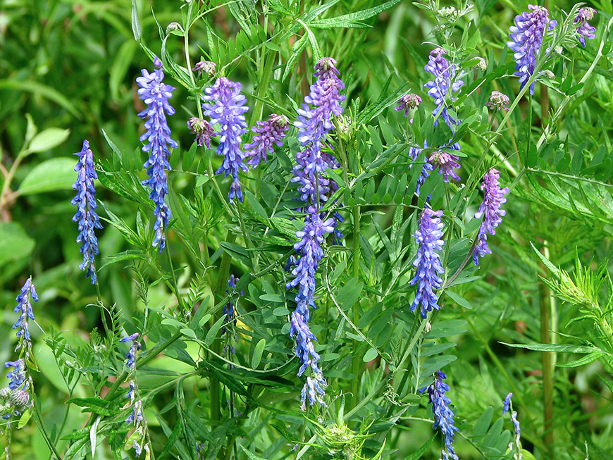 Image of Vicia cracca specimen.