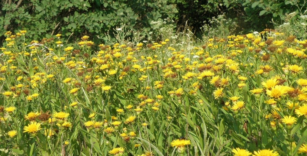 Изображение особи Inula sabuletorum.