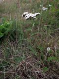 Achillea apiculata