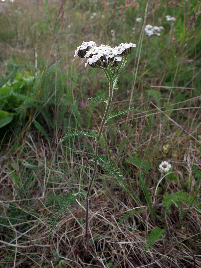 Изображение особи Achillea apiculata.