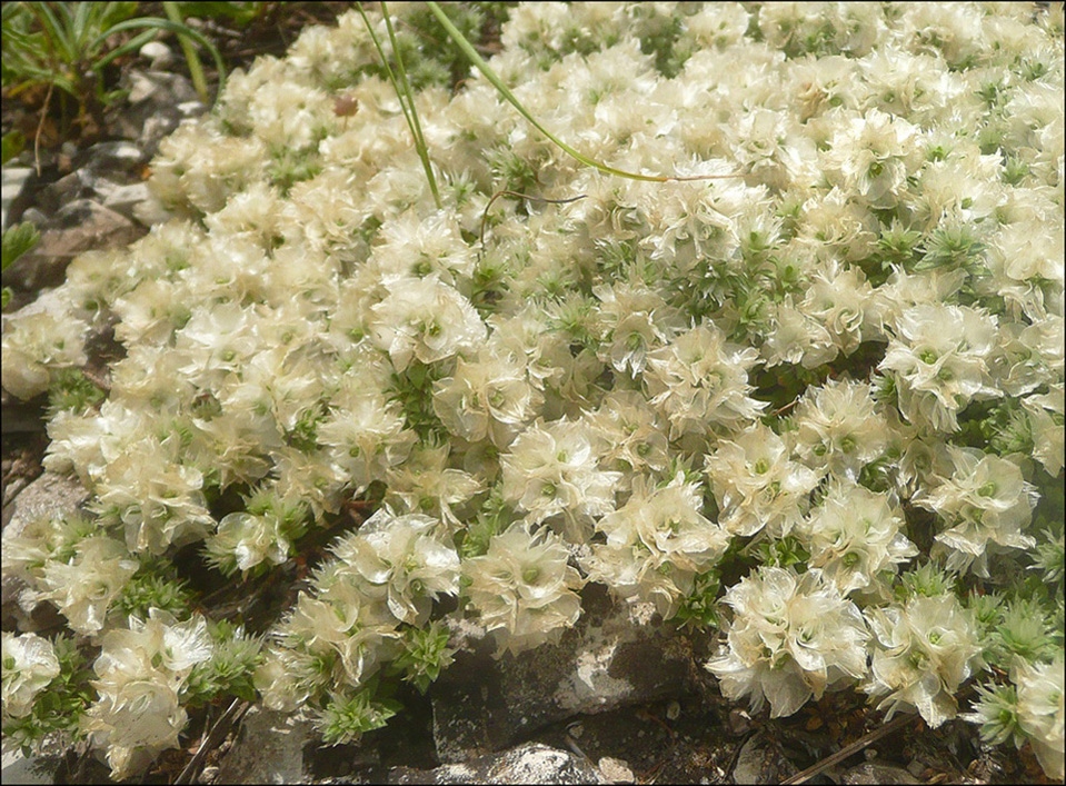 Image of Paronychia cephalotes specimen.