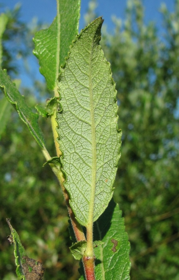 Image of Salix × tetrapla specimen.