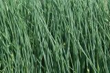 Allium schoenoprasum. Побеги и листья. Московская область, Раменский район, окрестности дер. Хрипань, дачный участок. 29.05.2008.