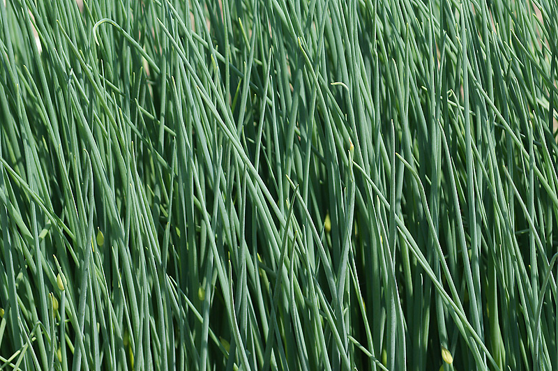 Image of Allium schoenoprasum specimen.