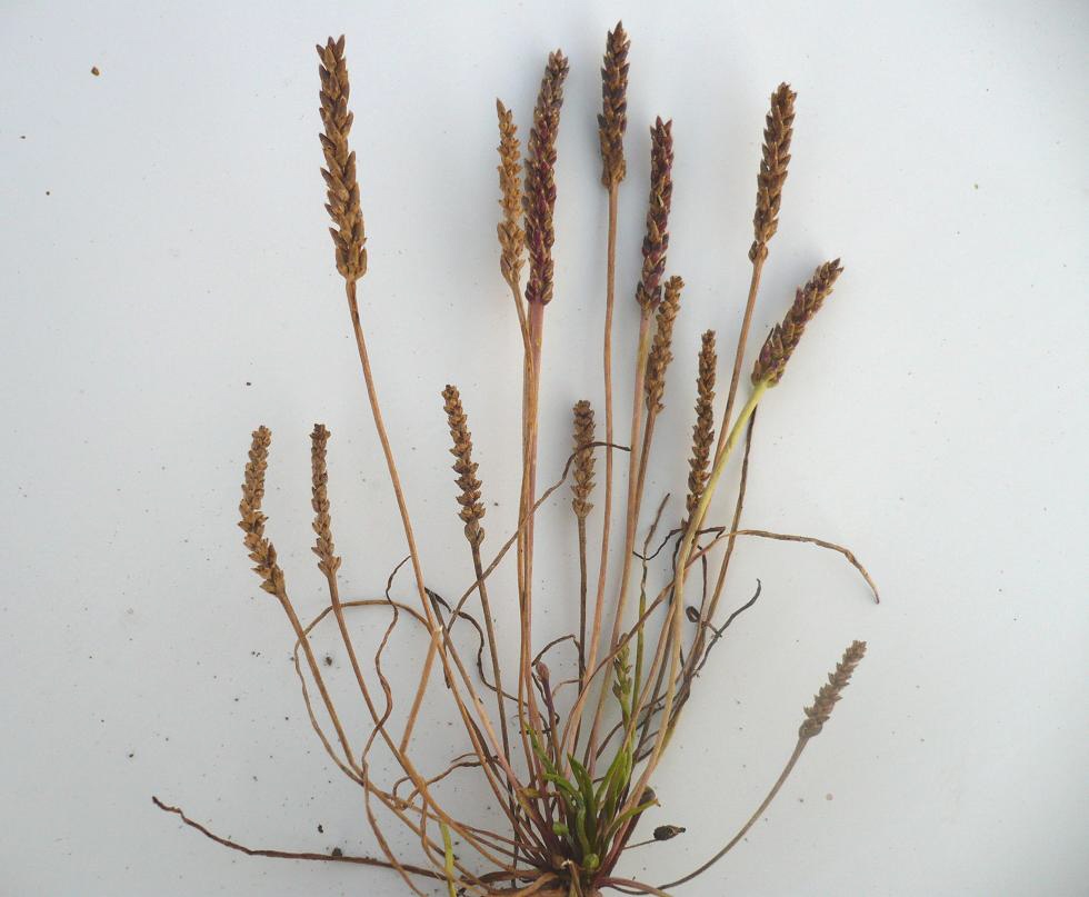 Image of Plantago tenuiflora specimen.