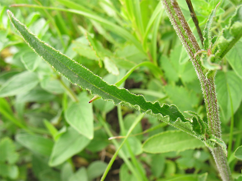 Image of Campanula sibirica specimen.