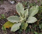 Verbascum thapsus. Розетка прикорневых листьев с каплями дождя. Москва, Кузьминский парк, под ЛЭП, на участке с нарушенным почвенным покровом. 17.09.2011.