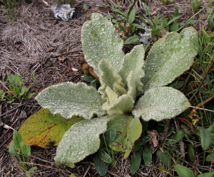 Image of Verbascum thapsus specimen.