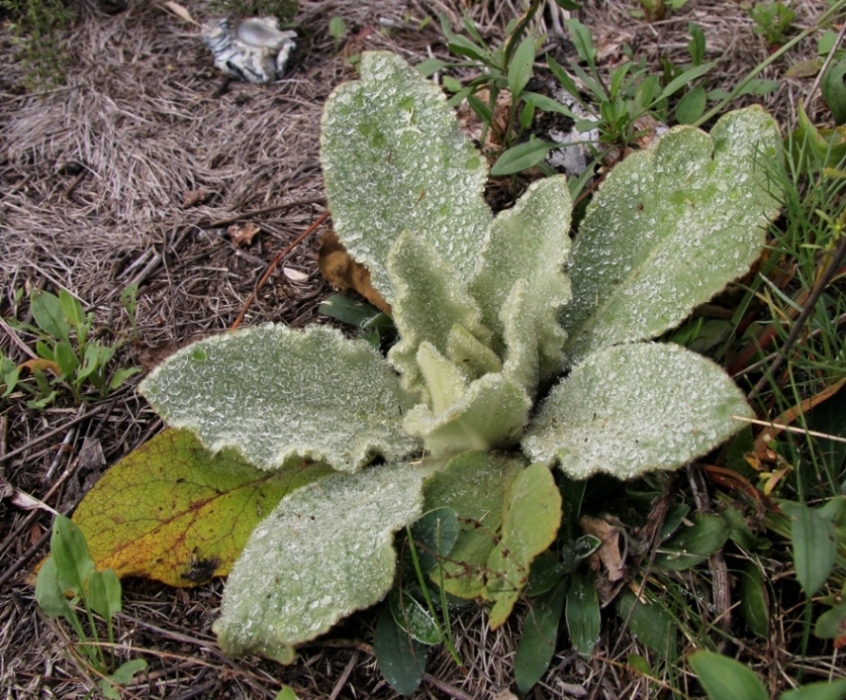 Изображение особи Verbascum thapsus.