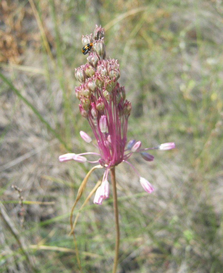 Image of Allium praescissum specimen.