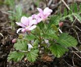 Rubus arcticus. Цветущее растение. П-ов Ямал, долина р.Сеяха-Мутная, типичная тундра. 19.07.2006.