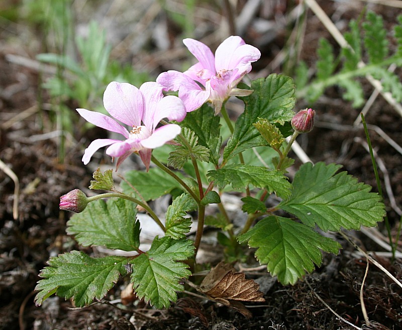 Image of Rubus arcticus specimen.