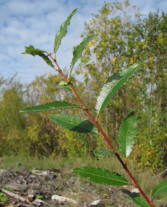 Image of Salix &times; myrtoides specimen.