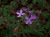 Cardamine quinquefolia. Соцветие. Курская обл., Железногорский р-н, сл. Михайловка, ур. \"Дача Рокоссовского\". 13 апреля 2008 г.