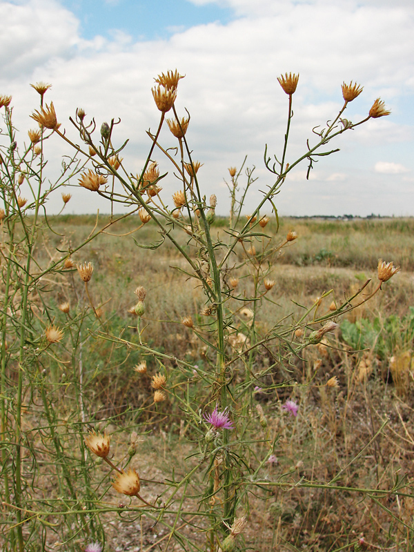 Изображение особи Centaurea majorovii.