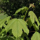 Acer pseudoplatanus. Верхушка молодого побега. Санкт-Петербург, середина мая.