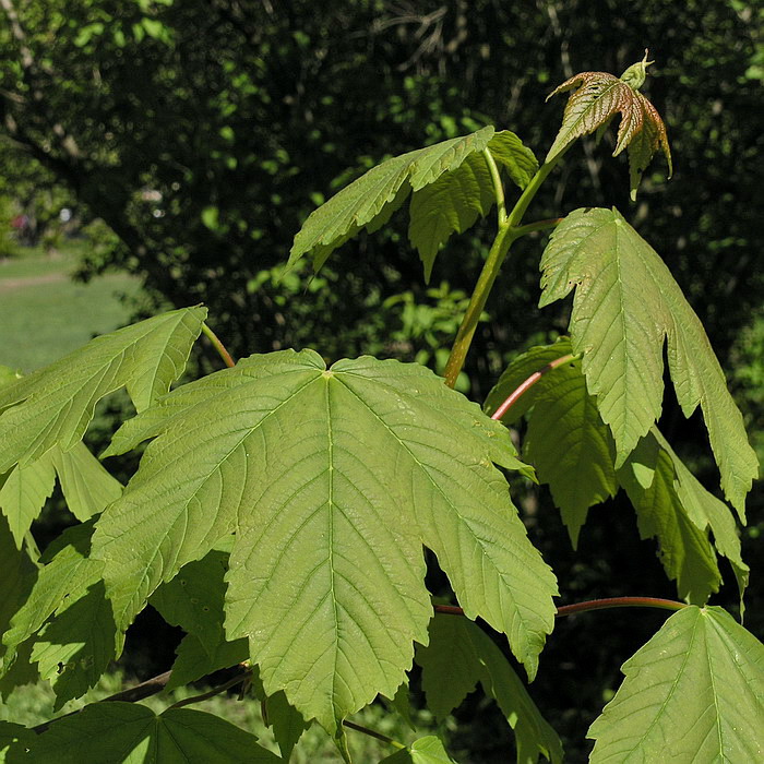 Image of Acer pseudoplatanus specimen.