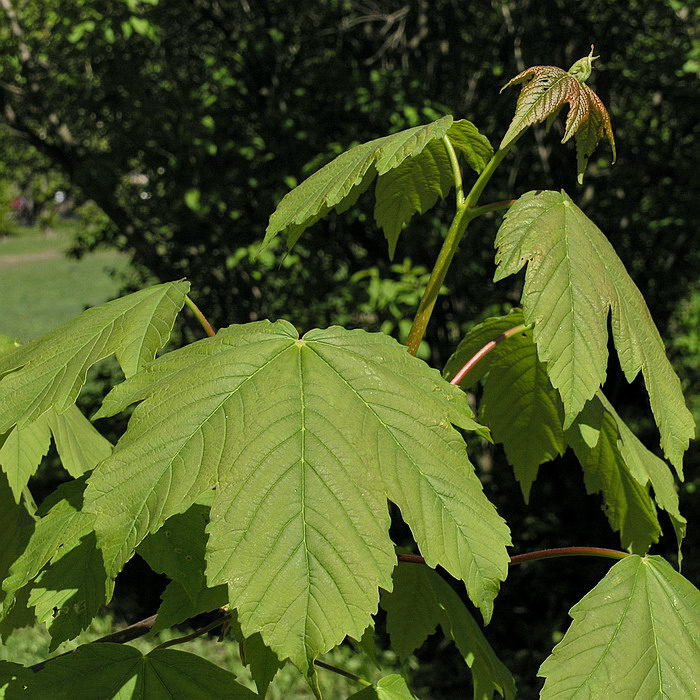 Изображение особи Acer pseudoplatanus.