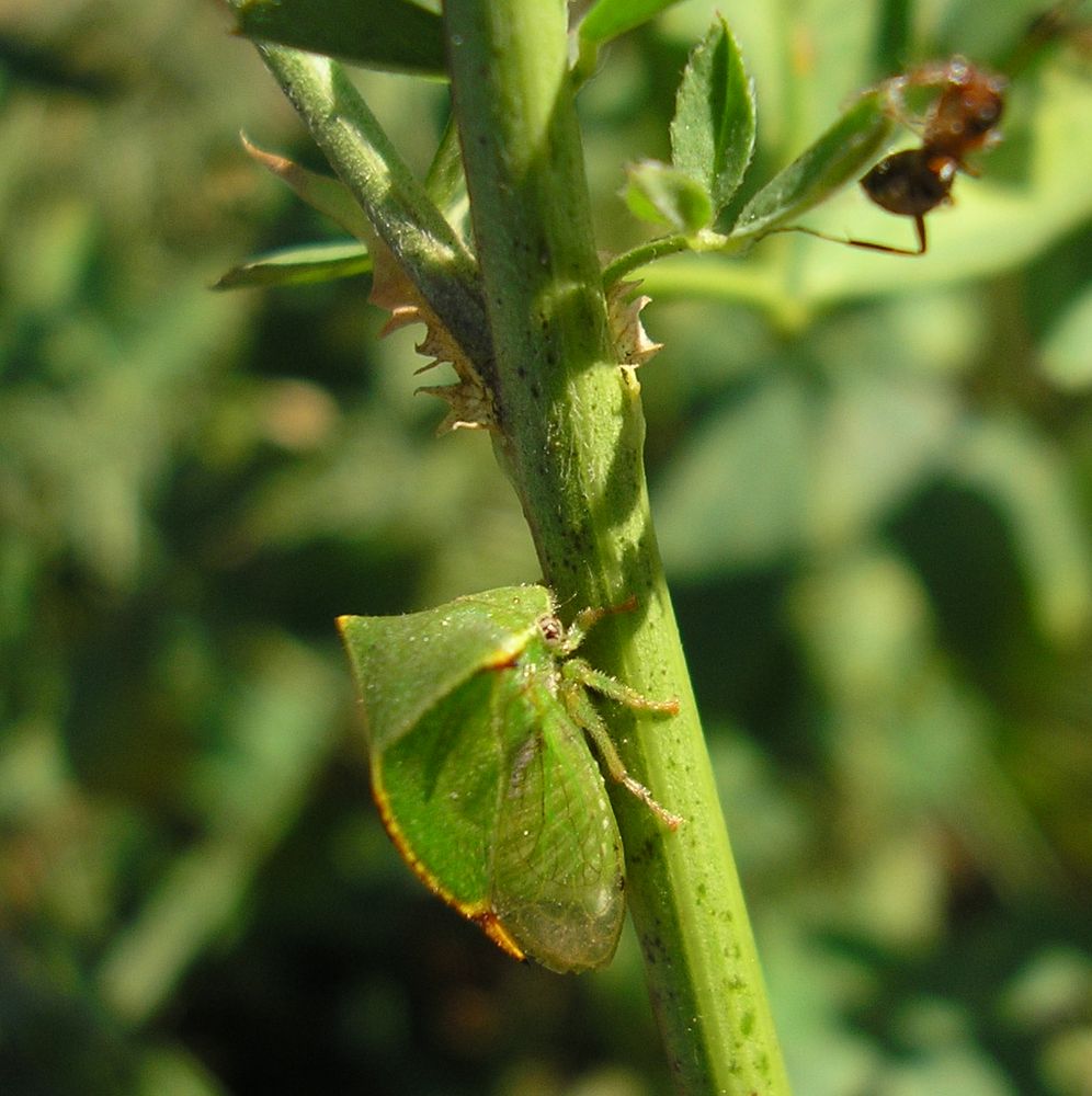 Image of Medicago sativa specimen.