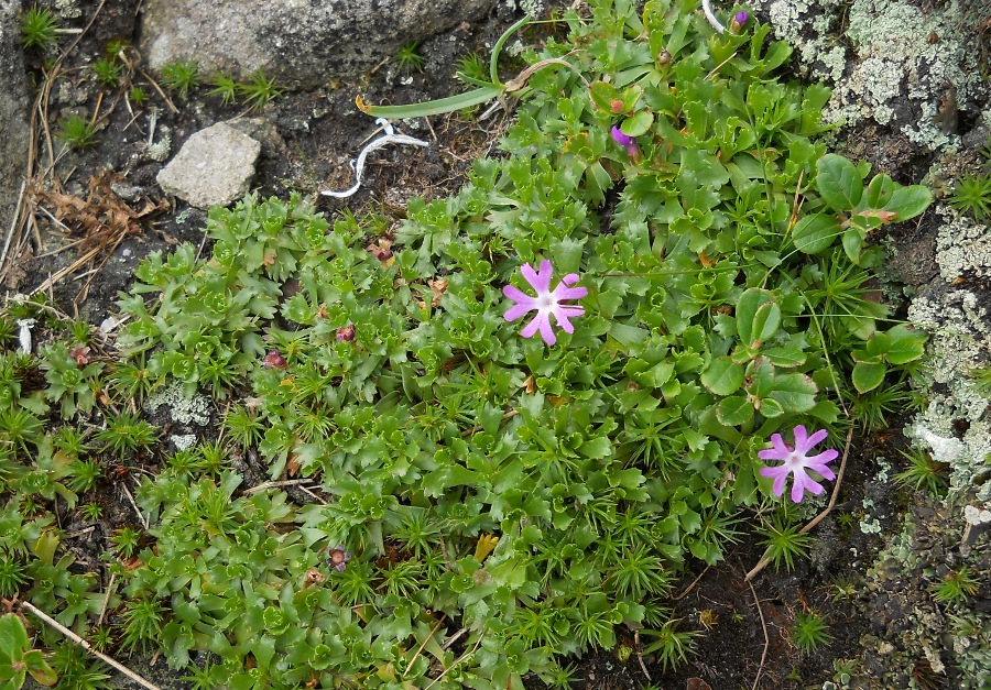 Image of Primula minima specimen.