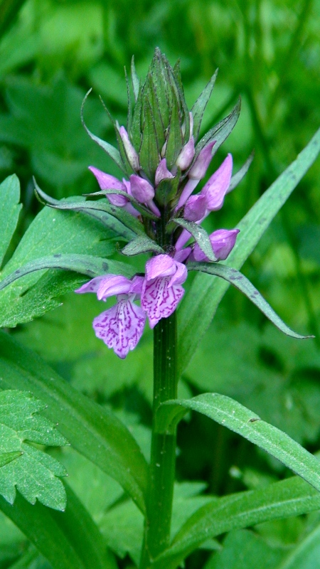 Изображение особи род Dactylorhiza.