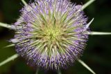 Dipsacus fullonum