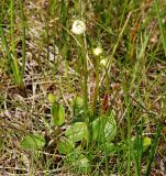 Parnassia palustris. Расцветающие растения. Мурманская обл., Кандалакшский р-н, пос. Лувеньга, приморский луг. 30.06.2010.