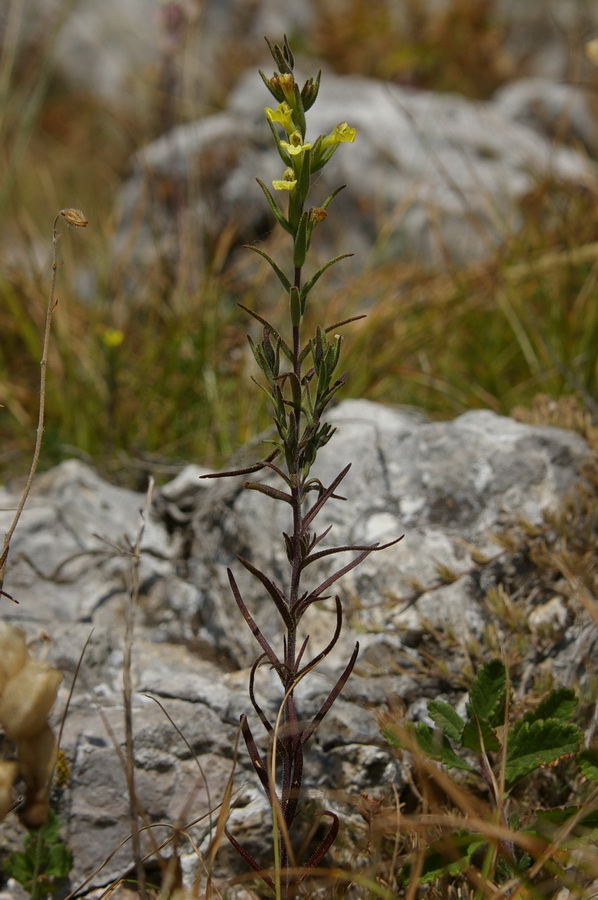 Изображение особи Macrosyringion glutinosum.