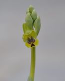 Ophrys lutea ssp. galilaea