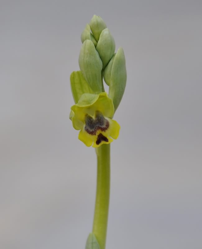 Image of Ophrys lutea ssp. galilaea specimen.