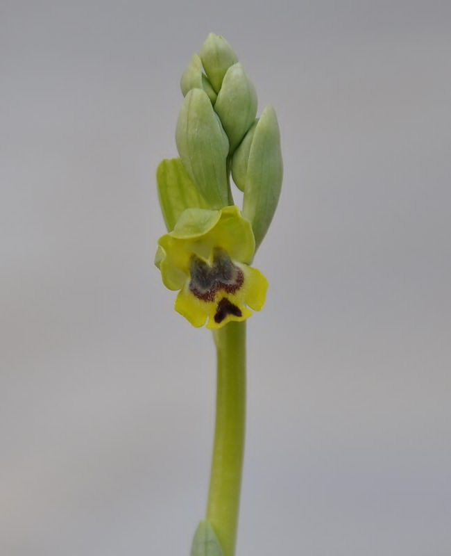 Изображение особи Ophrys lutea ssp. galilaea.