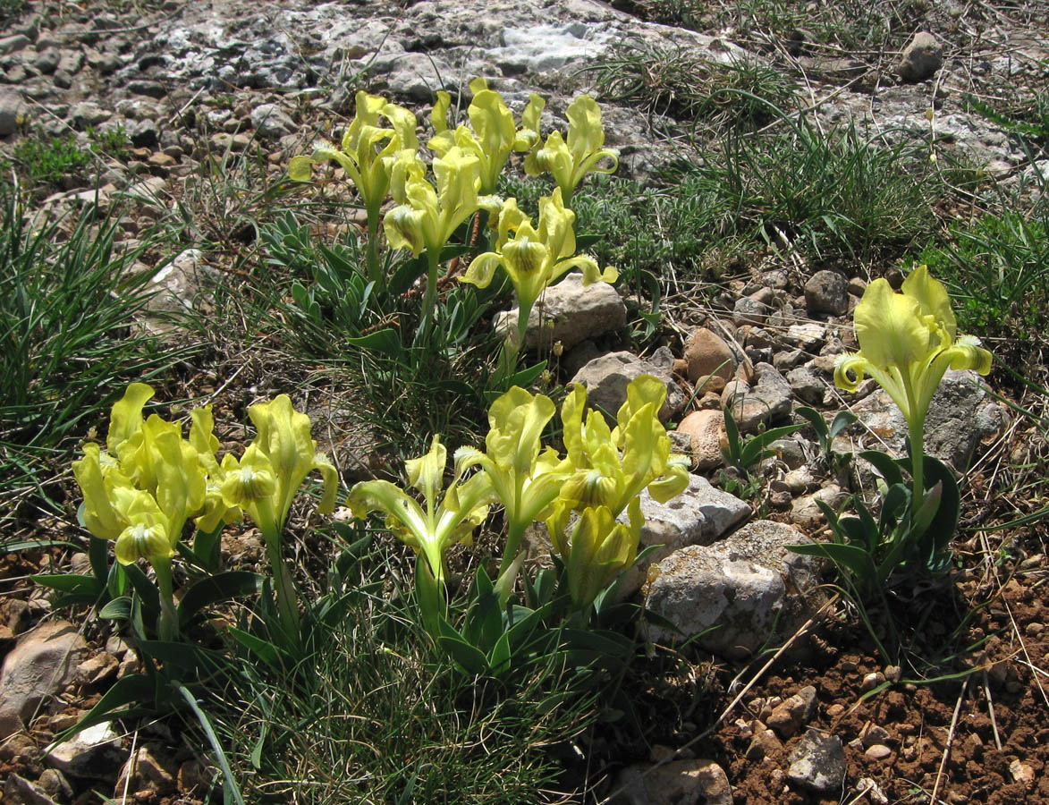 Image of Iris pumila specimen.