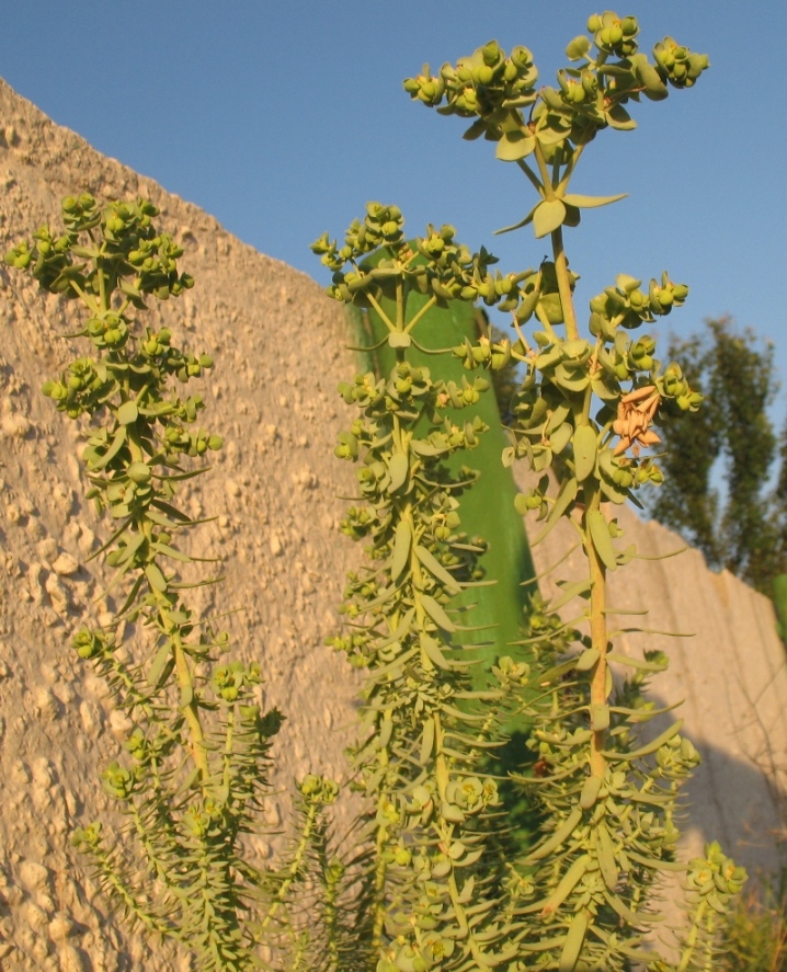 Изображение особи Euphorbia paralias.