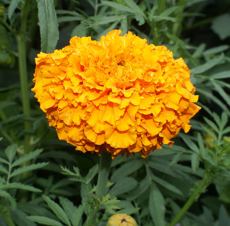 Изображение особи Tagetes erecta.